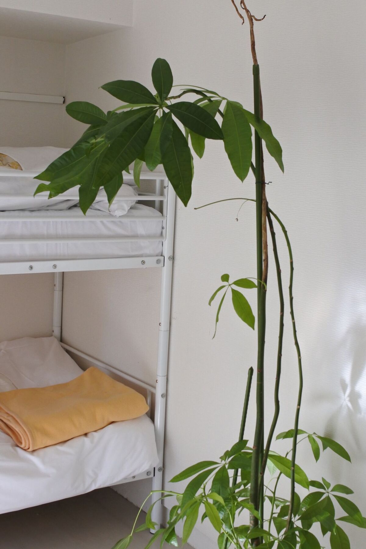 Kagoshima Guest House M104 - Hostel Экстерьер фото